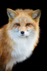 Portrait Red Fox, Vulpes vulpes, beautiful animal on black background