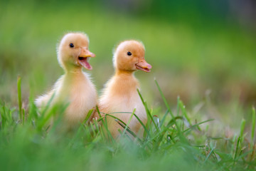 Funny  Little yellow duckling on spring green grass