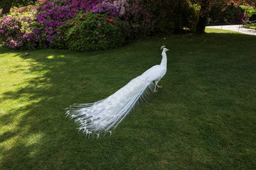 white peacock in the grass