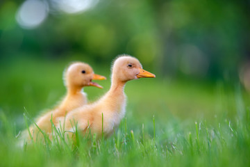 Funny  Little yellow duckling on spring green grass