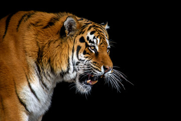 Close up big tiger isolated on black background
