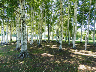 北海道、白樺のある風景