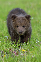 Bear cub in spring grass. Dangerous small animal in nature meadow habitat