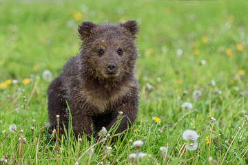 Fototapeta premium Bear cub in spring grass. Dangerous small animal in nature meadow habitat
