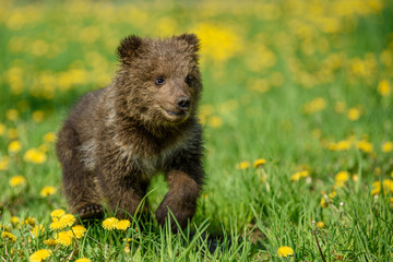 Bear cub in spring grass. Dangerous small animal in nature meadow with yellow flowers. © byrdyak