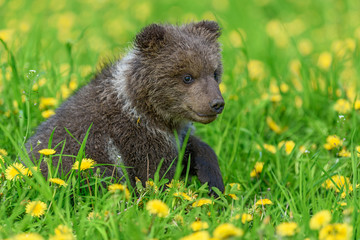 Bear cub in spring grass. Dangerous small animal in nature meadow with yellow flowers.