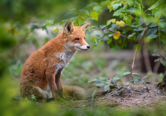 Red Fox, beautiful animal on green vegetation in the forest, in the nature habitat