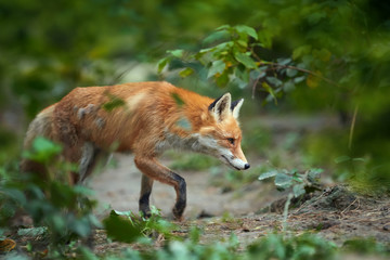Red Fox, beautiful animal on green vegetation in the forest, in the nature habitat