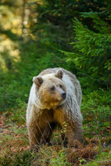 Obraz premium Big brown bear in the forest. Dangerous animal in natural habitat. Wildlife scene