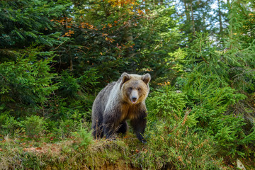 Obraz premium Big brown bear in the forest. Dangerous animal in natural habitat. Wildlife scene