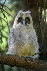 Baby Long-eared owl owl in the wood, sitting on tree trunk in the forest habitat
