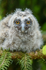 Baby Long-eared owl owl in the wood, sitting on tree trunk in the forest habitat