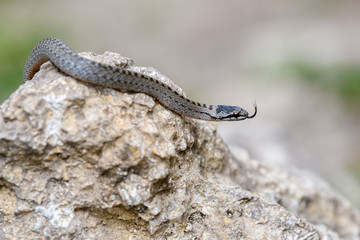 Smooth snakes eyes (Coronella austriaca) taken on heathland nature habitat