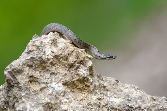 Smooth snakes eyes (Coronella austriaca) taken on heathland nature habitat