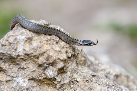 Smooth snakes eyes (Coronella austriaca) taken on heathland nature habitat