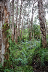 forest in spring