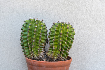 Kakteengewächse - Cactaceae