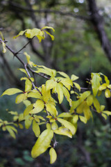 Autumn forest with yellow orange red and green leaves