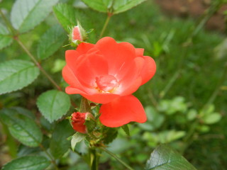 red rose flower