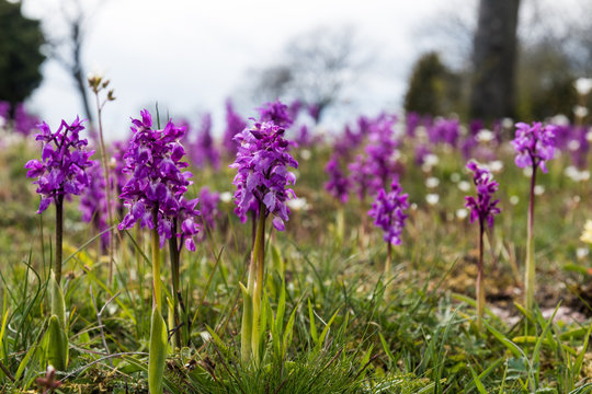 Purple orchids in a low angle image