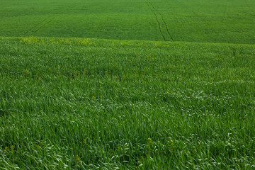 Obraz premium Lines of nature