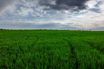 Green field