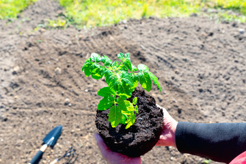 Hands of the farmer are planting the seedlings into the soil.Tomatoes plant concept.