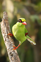 The Common Green Magpie