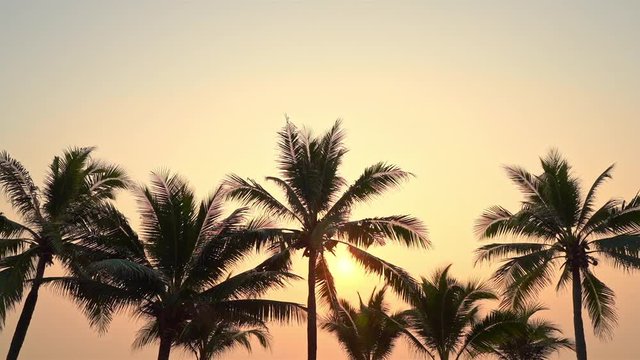 Palm trees silhouette on sunset