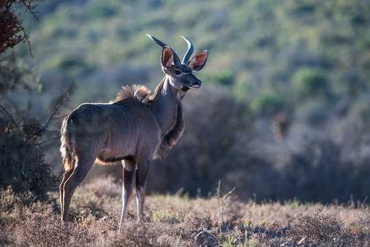 Sub-adult male kudu