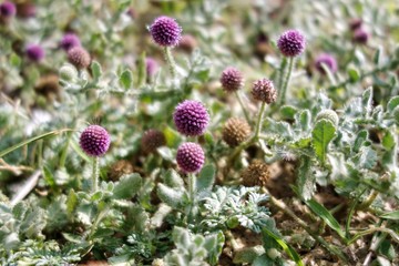 Sphaeranthus indicus or east indian globe thistle is a flowering plant macro .