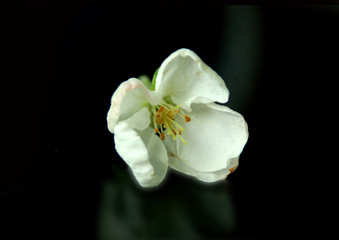 Fototapeta na wymiar spring apple tree flower on a black
