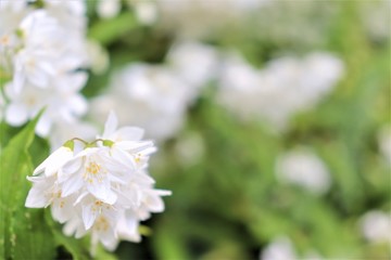 flower, white , spring, nature, blossom, green , 
plant, summer, petal ., macro, anemone, slovakia
