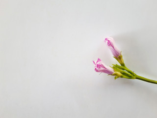 a single branch of beautiful wildflower on a minimalist background 