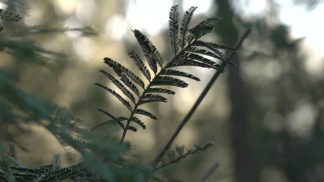 Camera Moves Over Forest Fern Bathed in The Evening's Golden Light in Slow Motion Close Up shot