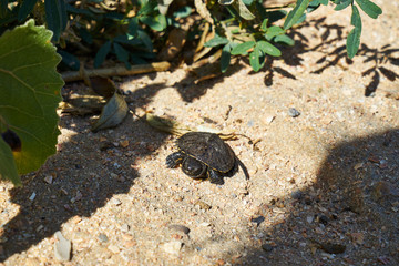 Image of a young land turtle.