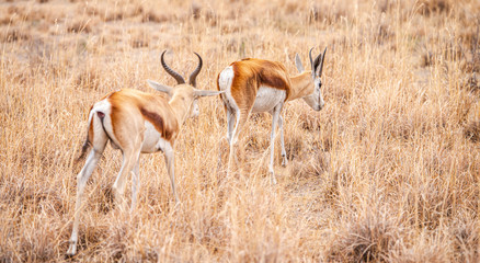 Group of Springboks grazing in the Khama Rhino Sanctuary, Botswana