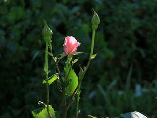 flower roses on the background of trees.