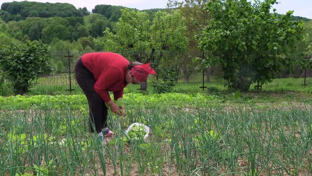 Elderly Farmer Woman Collecting Green Orache From Garden In Romania