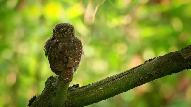 Eurasian Pygmy-Owl - Glaucidium passerinum sitting on the branch with green background in the forest in summer. Small european owl cleaning feathers, pooping and rotating head looking around.