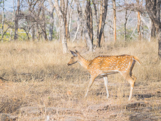 The spotted deer walking in grass land