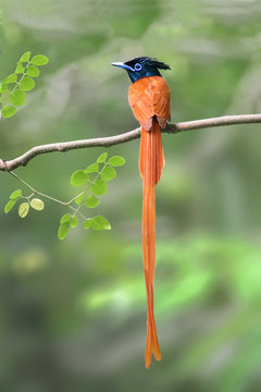Indian paradise flycatcher Male