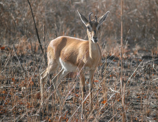 Young Indian gazelle standing