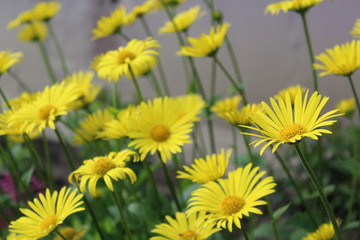 yellow garden daisies on the green grass on the lawn 