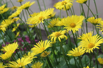 yellow garden daisies on the green grass on the lawn 