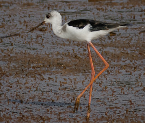 The black-winged stilt searching food