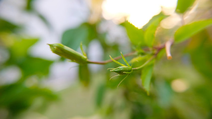 Green hibiscus flower buds growing on a stem. Blurred background.