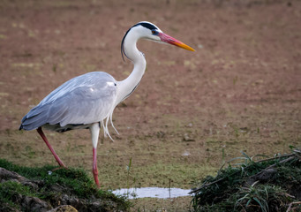 The purple heron looking for fish