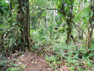 Obraz premium rainforest
