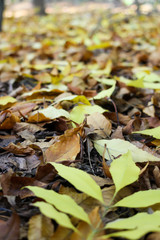 Autumn forest with yellow orange red and green leaves